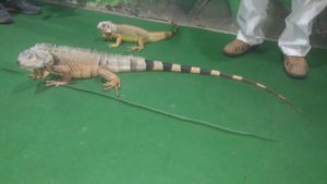 Sagar Juice_Iguana Lizard Indore Talk